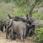 3 DAYS QUEEN ELIZABETH N.P SAFARI