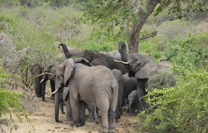 3 DAYS QUEEN ELIZABETH N.P SAFARI