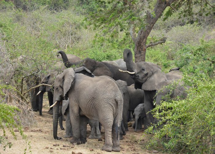 3 DAYS QUEEN ELIZABETH N.P SAFARI