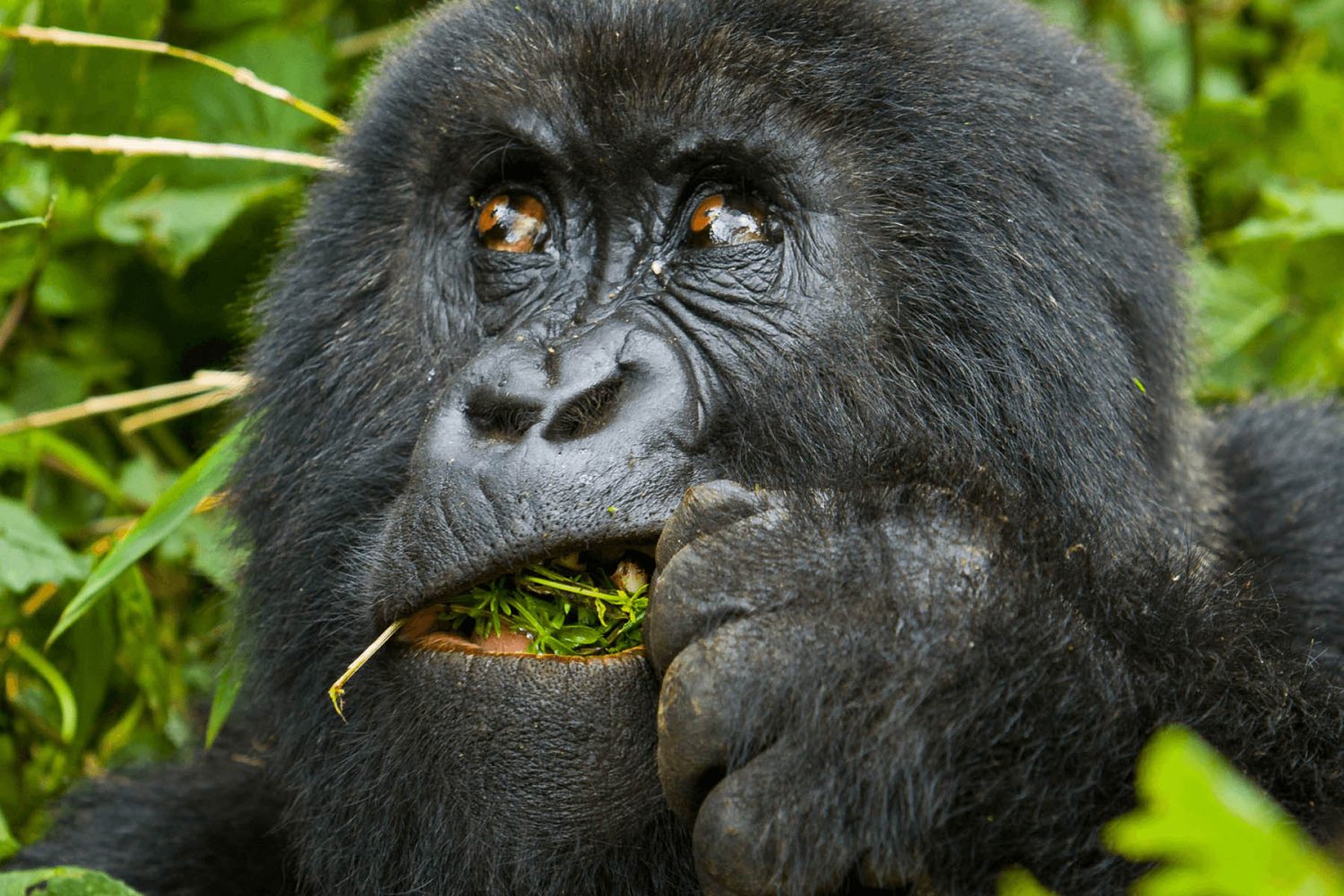5 DAYS GORILLAS AND GOLDEN MONKEY SAFARI
