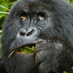 5 DAYS GORILLAS AND GOLDEN MONKEY SAFARI