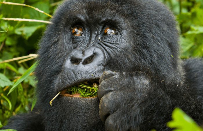 5 DAYS GORILLAS AND GOLDEN MONKEY SAFARI