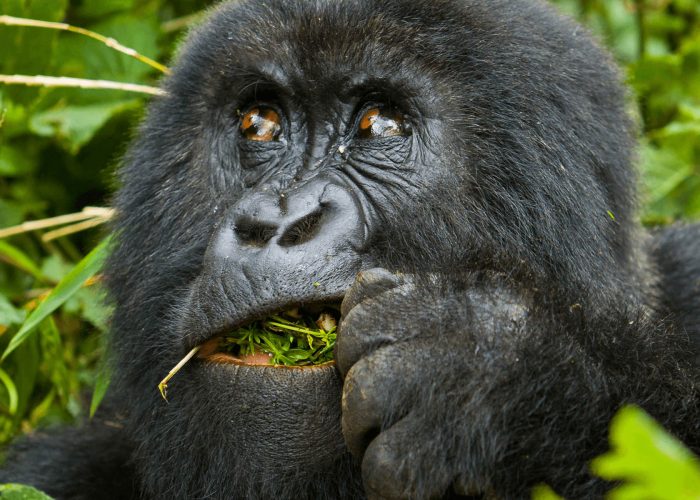 5 DAYS GORILLAS AND GOLDEN MONKEY SAFARI