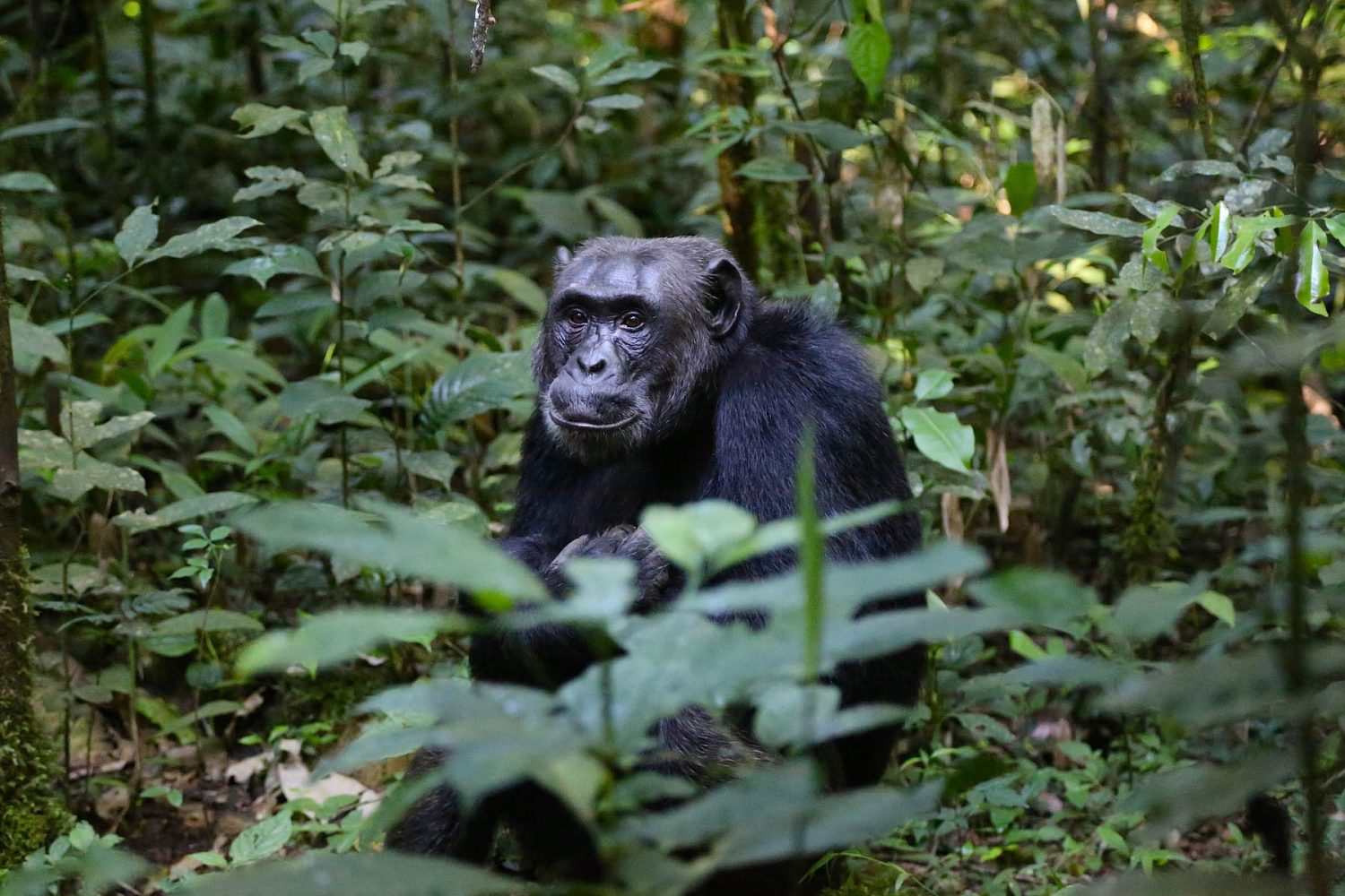 4 DAYS CHIMP TRACKING SAFARI
