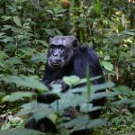 4 DAYS CHIMP TRACKING SAFARI