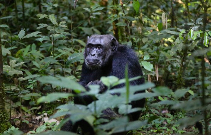 4 DAYS CHIMP TRACKING SAFARI