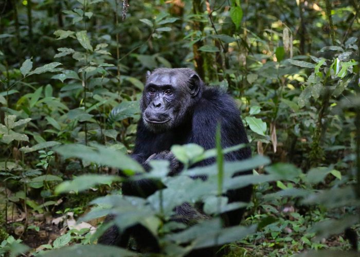 4 DAYS CHIMP TRACKING SAFARI