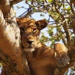 5 DAYS WILDLIFE AND GORILLA TRACKING SAFARI