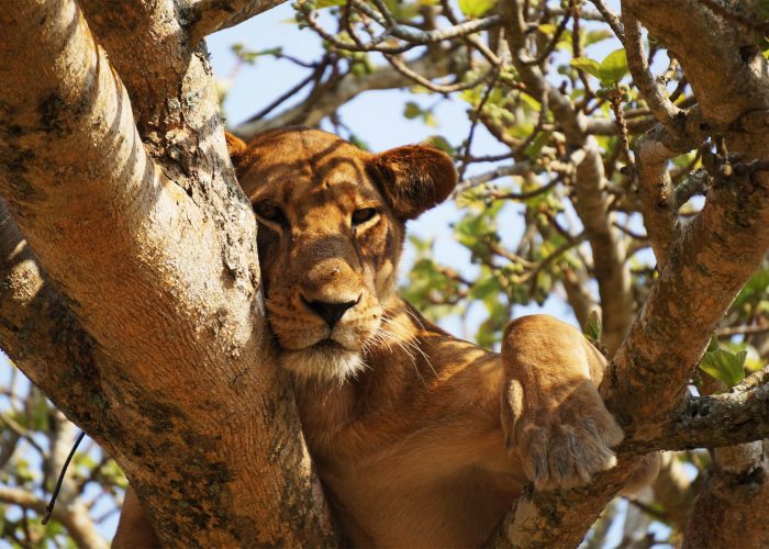 5 DAYS WILDLIFE AND GORILLA TRACKING SAFARI