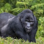 Mountain Gorillas