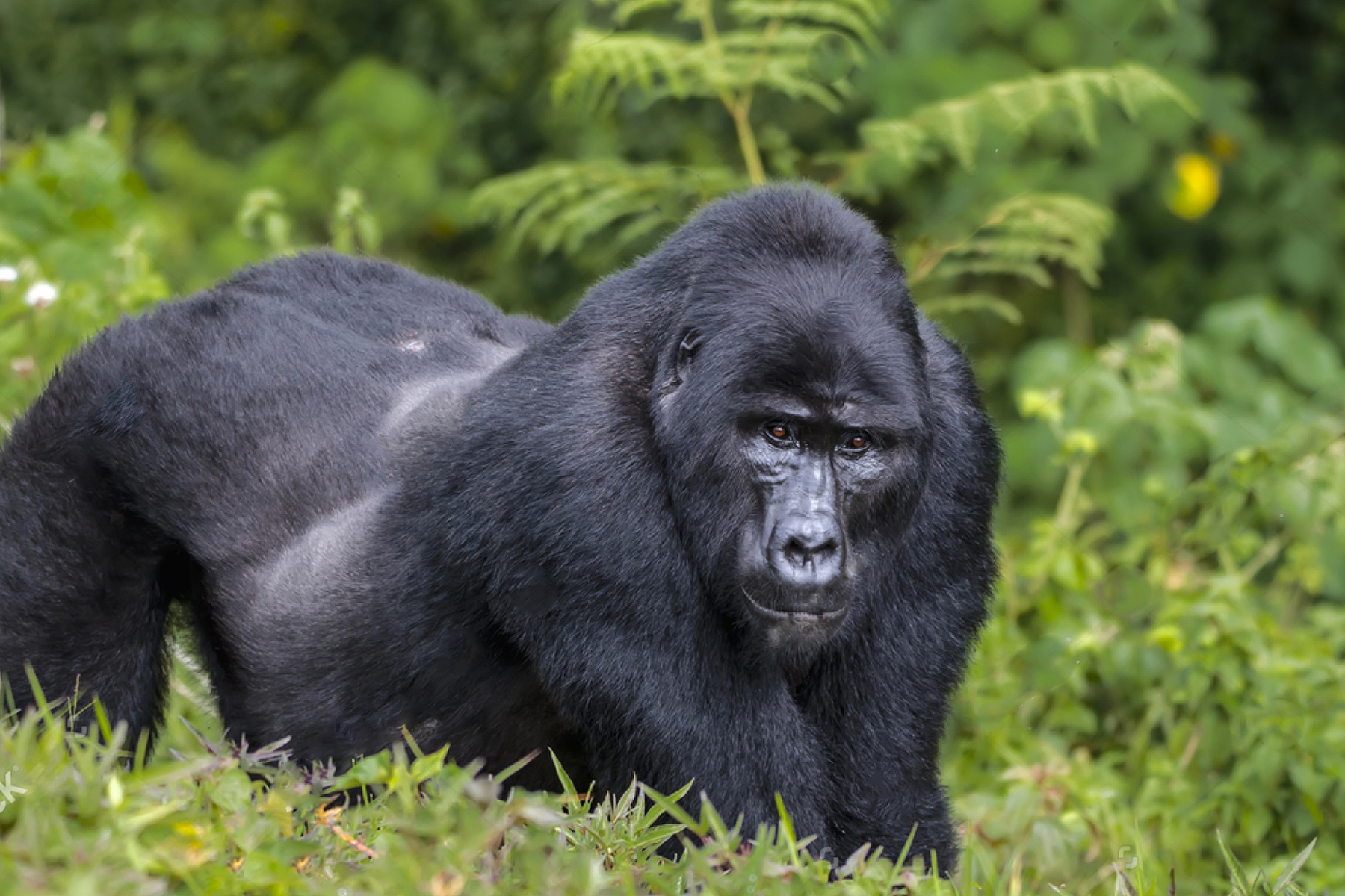 Mountain Gorillas