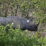 13 DAYS UGANDA WILDLIFE SAFARI