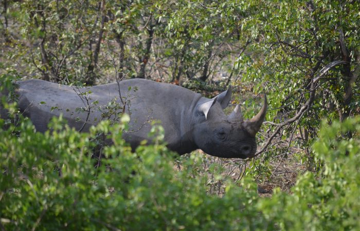 13 DAYS UGANDA WILDLIFE SAFARI
