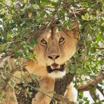 Queen Elizabeth tree climbing lions