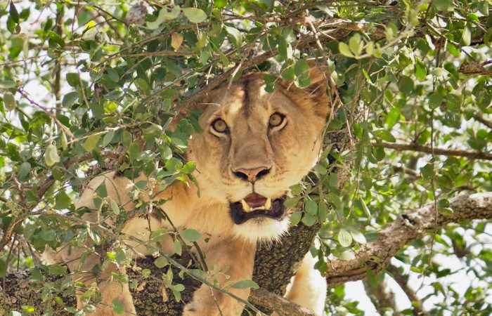 Queen Elizabeth tree climbing lions
