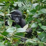 Baby Gorilla