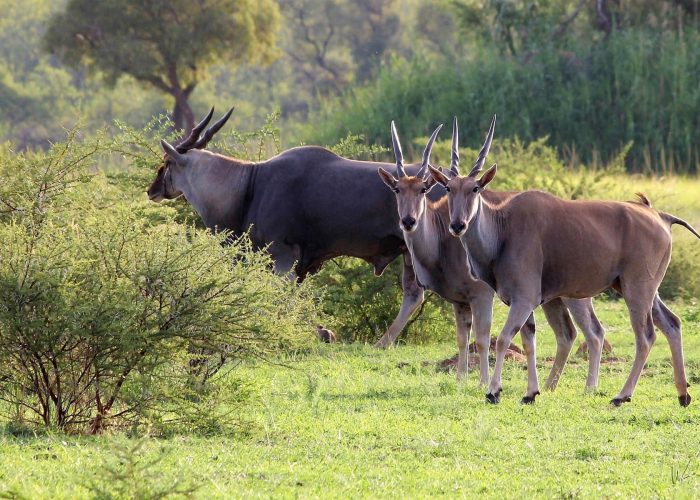 eland