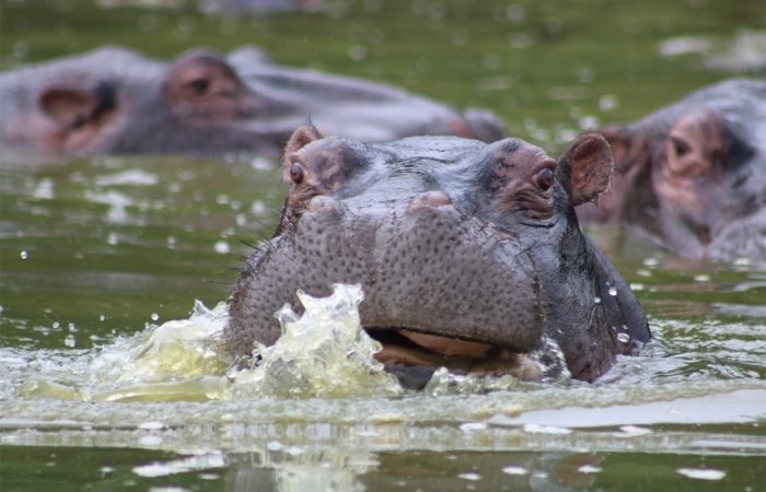 Hippo
