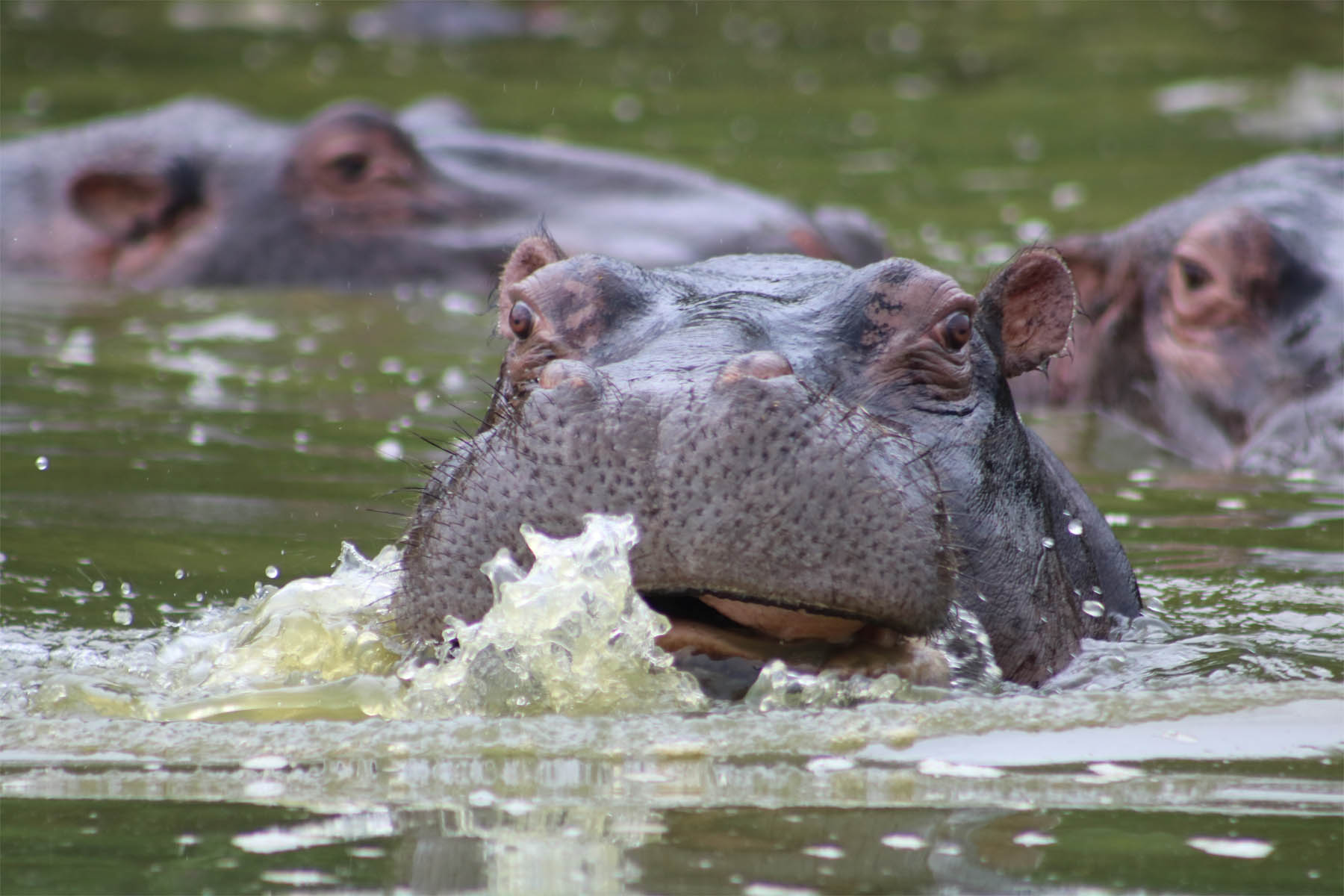 Hippo
