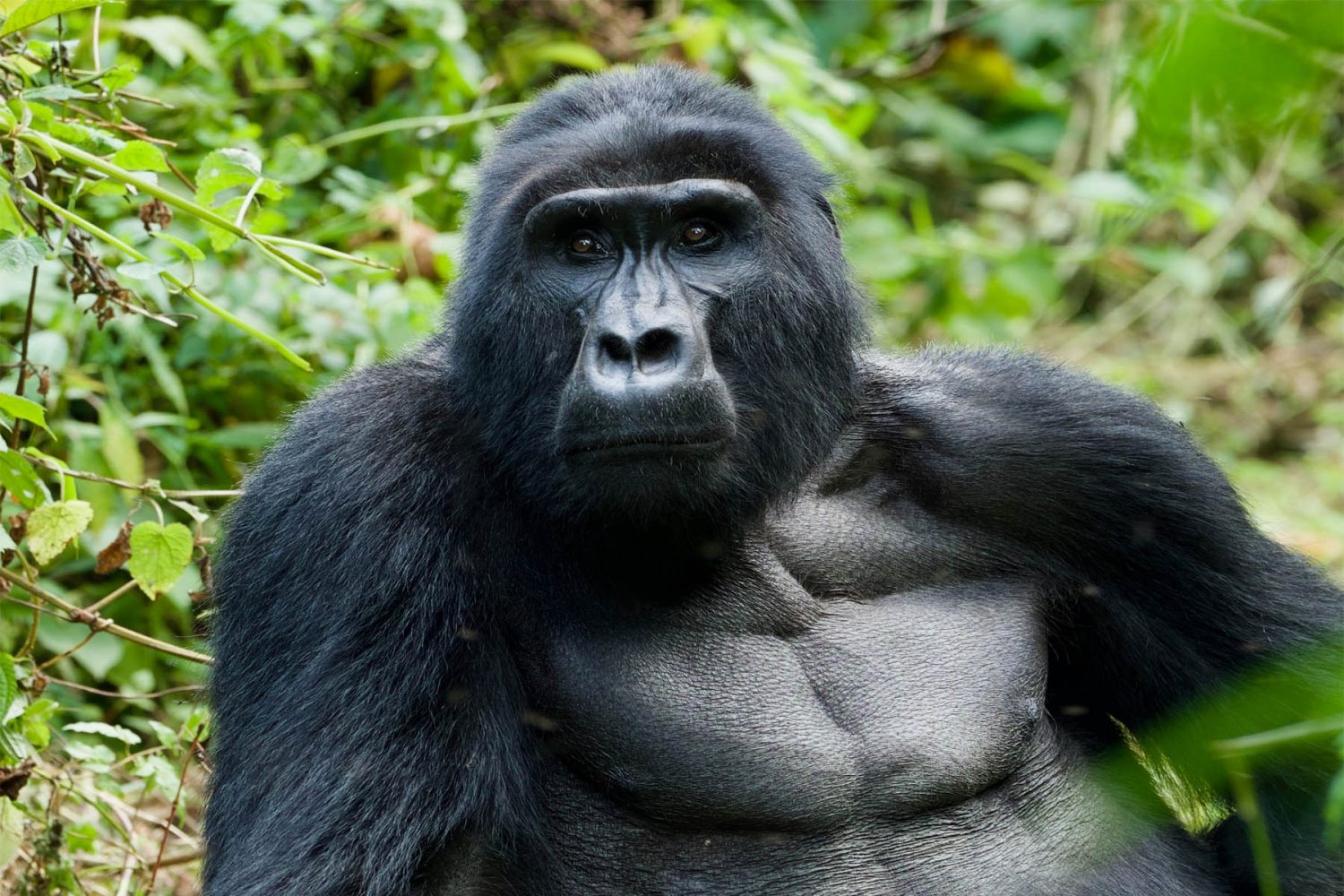 Mountain Gorilla