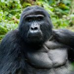 Mountain Gorilla