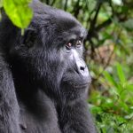 volcanoes national park