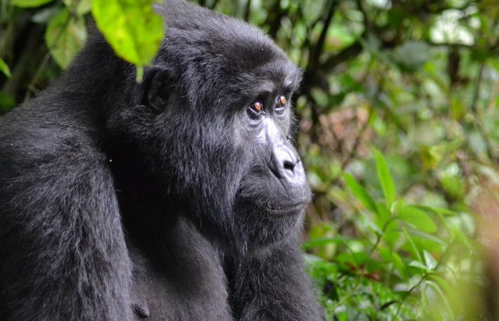 volcanoes national park