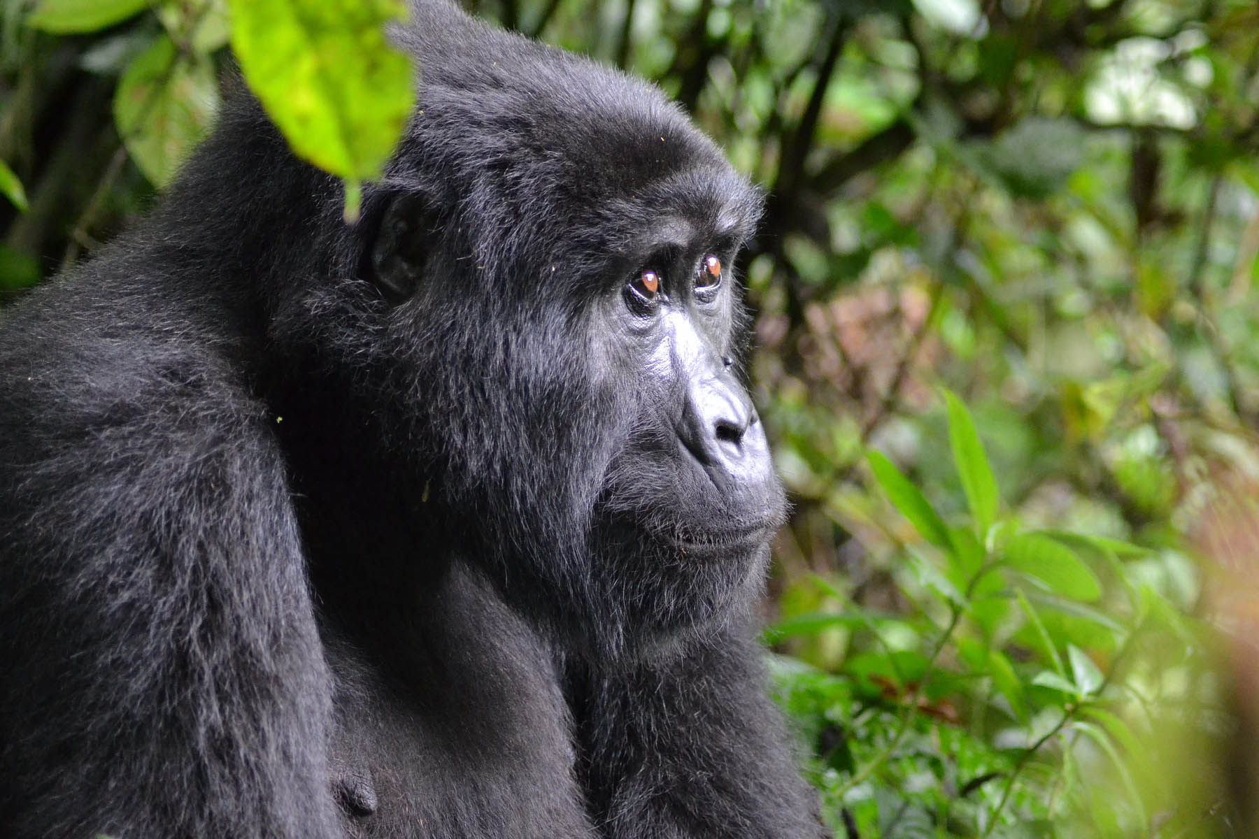 volcanoes national park