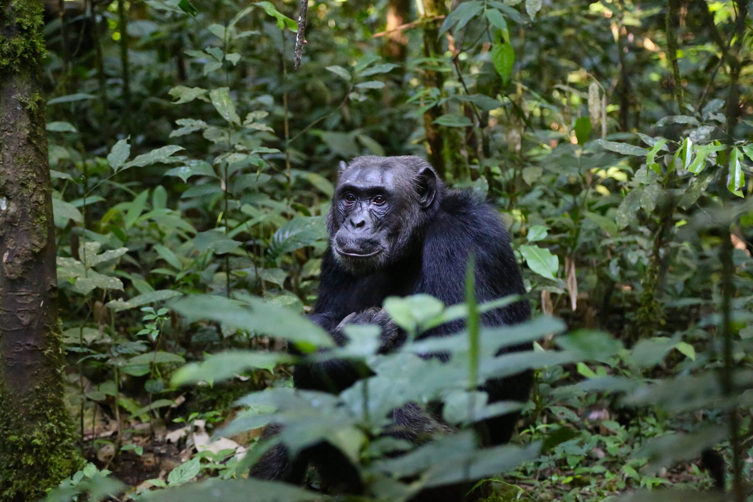 Chimpanzee trekking in Uganda